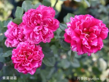 紫霧凝霜月季的優(yōu)缺點是什么？