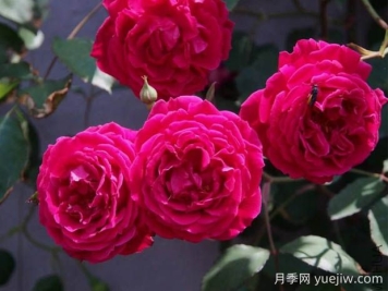 軟香紅月季的優(yōu)缺點是什么？