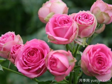 超感月季的優(yōu)缺點(diǎn)是什么？