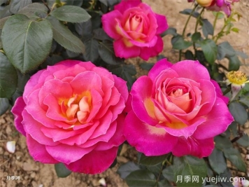 北極風(fēng)神月季的優(yōu)缺點是什么？
