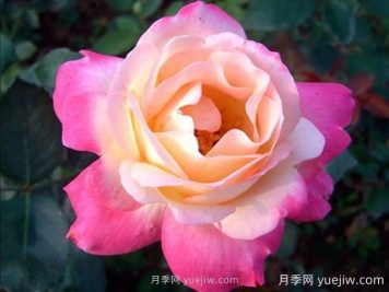 雜技表演月季的優(yōu)缺點(diǎn)是什么？