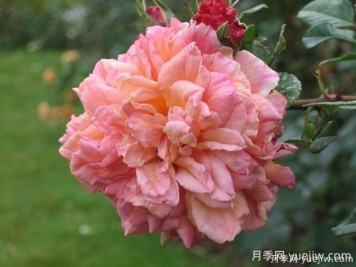 阿羅哈月季的優(yōu)缺點(diǎn)是什么？