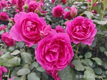 月季文化，此花無日不春風(fēng)