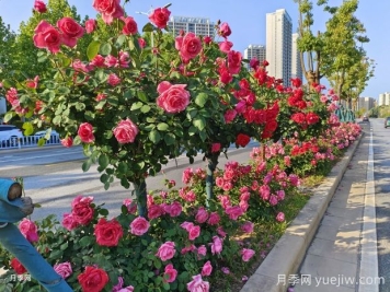 南陽(yáng)月季，月季之鄉(xiāng)譽(yù)滿(mǎn)全球