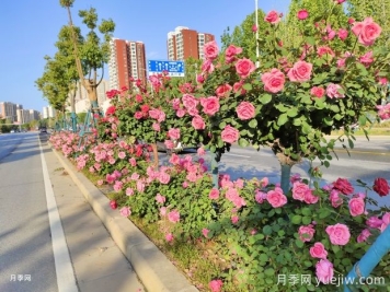 園林和林業(yè)如何界定？