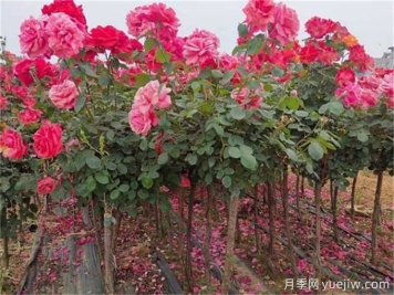 七八月份園林植物應(yīng)該怎樣去養(yǎng)護(hù)？