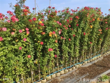 月季苗在夏季要不要施肥？