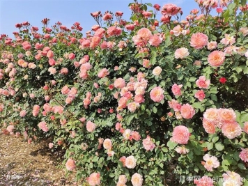 推薦16種攀爬植物，庭院花墻常用