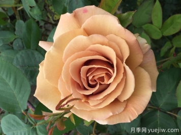 蘇格蘭黃油月季，優(yōu)秀復(fù)古黃色切花