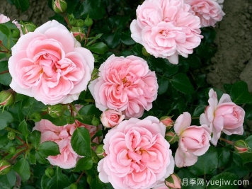 修女的童話月季的優(yōu)缺點(diǎn)是什么？