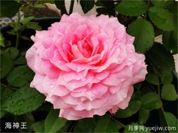 海神王月季，花中仙子的魅力與養(yǎng)護(hù)