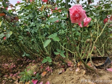 如何通過檢查根系顏色確定植物長勢？