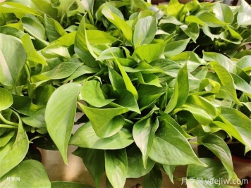 室內的綠色植物如何選擇？