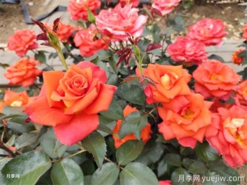 月季花的種類有很多，怎么區(qū)分你知道嗎？