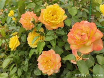 月季花的主要種類(lèi)和品種有哪些？