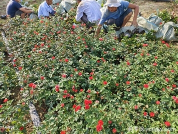 月季栽培用那種土好？土壤怎么配比改良？