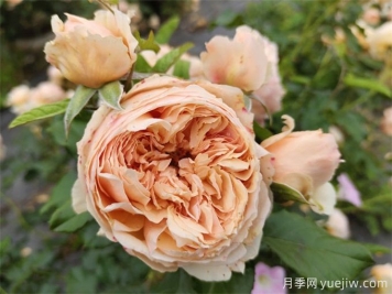 6個月季花品種，開花又大又香皮實好養(yǎng)