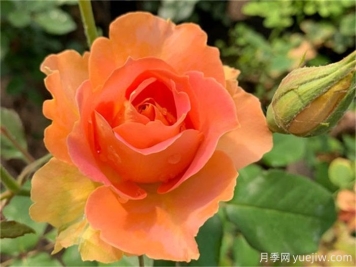 推薦10款變色月季品種，顏色多變，好看又好養(yǎng)