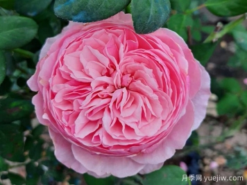 凱麗月季，耐熱耐曬耐雨淋，花期長(zhǎng)豐花勤花