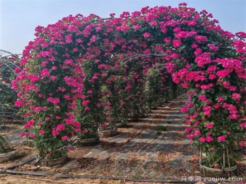藤本植物必知四大類，你知道幾個(gè)？