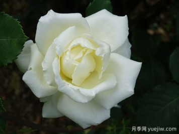 月季推薦，白色圣誕月季