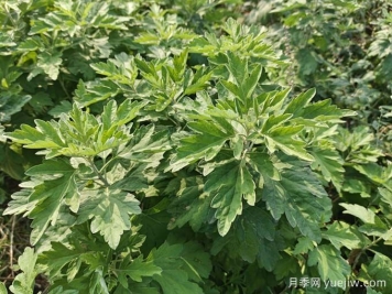 南陽臥龍區(qū)：月季和艾草，一花一草培育出百億大產(chǎn)業(yè)