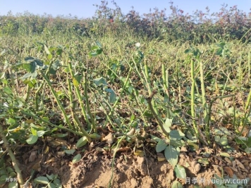月季裸根苗種植時(shí)間？盆栽和地栽種植方法