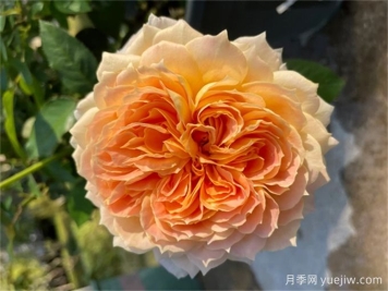 焦糖古董月季，花大如碗，又美又香，多季開花