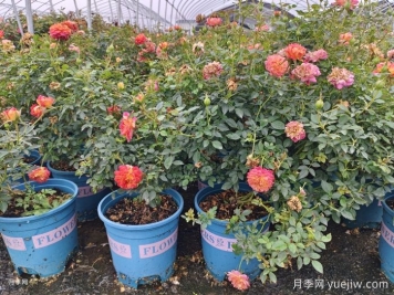 冬天要把月季花的葉子全部剪掉嗎？