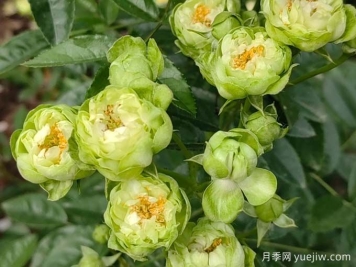 月季推薦，?？巳R爾月季