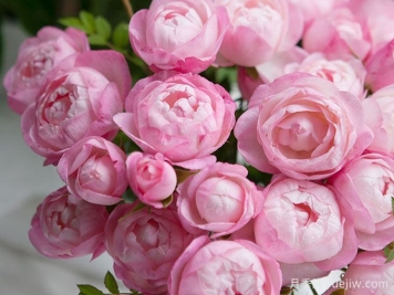草莓杏仁餅月季推薦，花期長開花勤