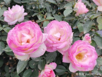 薔薇、玫瑰與月季：你真的能分清它們嗎？
