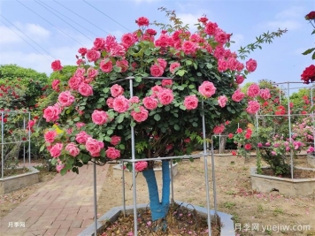 月季界的新寵，樹狀月季養(yǎng)護注意事項