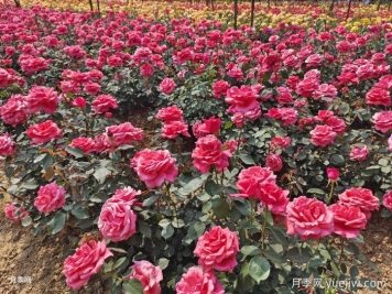 月季一年開花次數(shù)？月季花期時間？