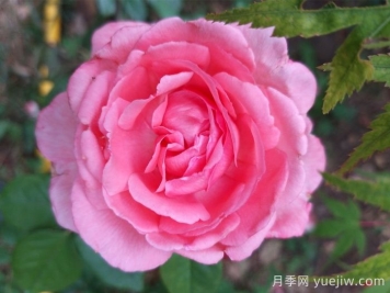 花宮娜月季，沒有缺點(diǎn)，又美又仙，抗病又勤花
