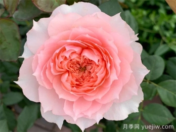 莫妮卡戴維月季，美如仙女，顏值極高