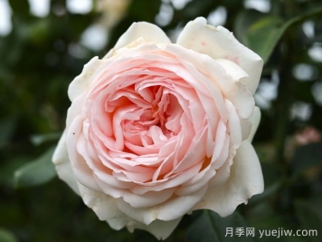 香檳美酒月季，超高顏值勤花芳香