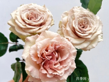 月季推薦，光之翼第九天使月季