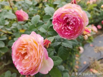 月季推薦，羅曼尼詹森月季