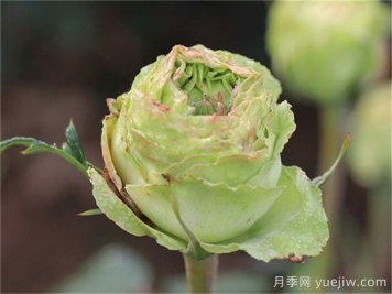 綠星月季，來自中國的綠色系大花月季