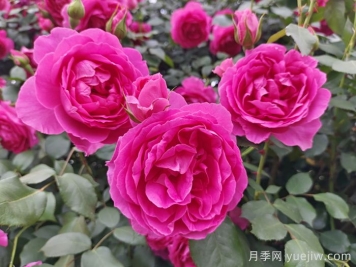 6種復(fù)花能力強(qiáng)的藤本月季，爬藤開花機(jī)器