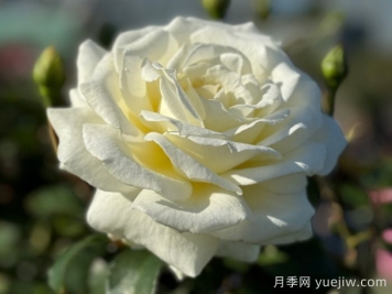 月季推薦，銀婚慶典月季