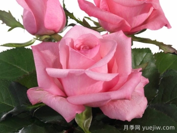 月季推薦，可愛慶典月季