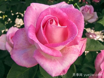 月季推薦，粉色慶典月季