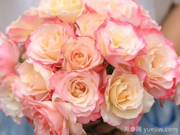 月季推薦，六翼天使月季