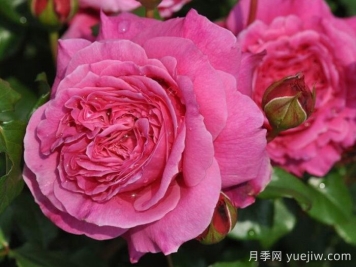 月季推薦，神仆天使阿比迪月季?