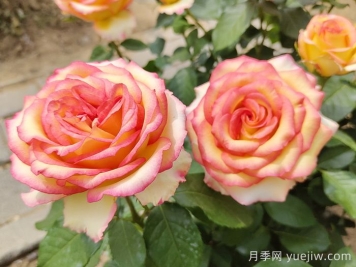匯總558種常見園林植物，趕快收藏