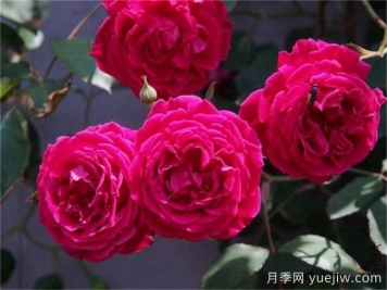 古老月季推薦，軟香紅月季