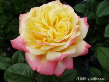 慶典月季推薦，科德斯慶典月季