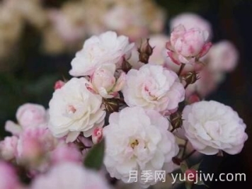 超微月季推薦，雪瑩月季